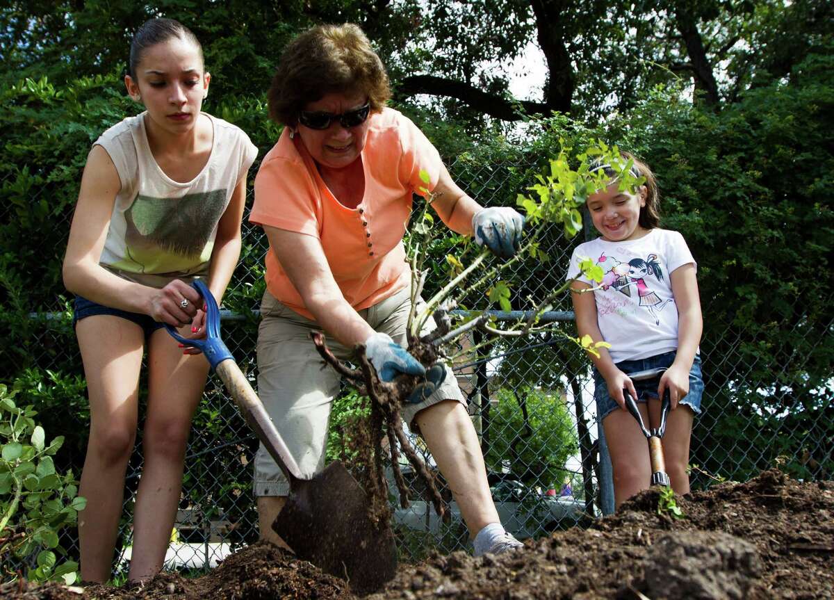 Marisa Rodriguez, 15, and her sister Kathleen Tovar, 8, help their grandmother Olga Ramos dig up a rose bush at the Houston Garden Center on Saturday, Sept. 7, 2013, in Houston.