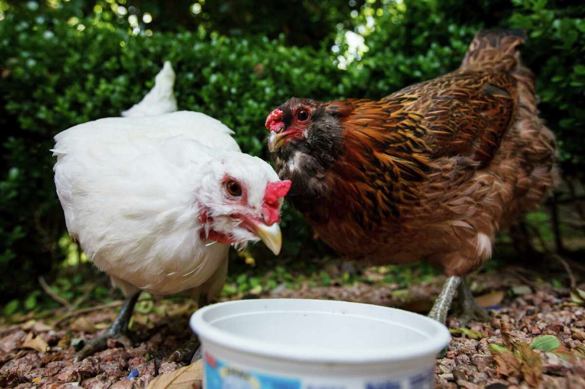 Two chickens eat their food in a family's backyard in Bellaire.