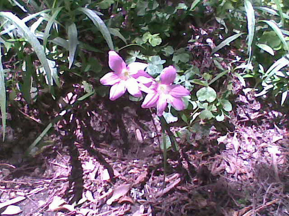 Flowers bloom during cleanup in Clear Lake Shores. Photo: Karen Heck
