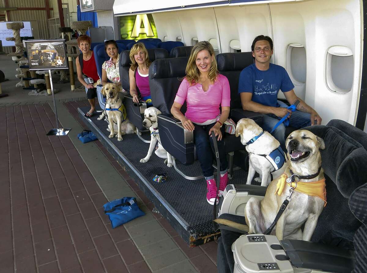 air canada travel with a dog