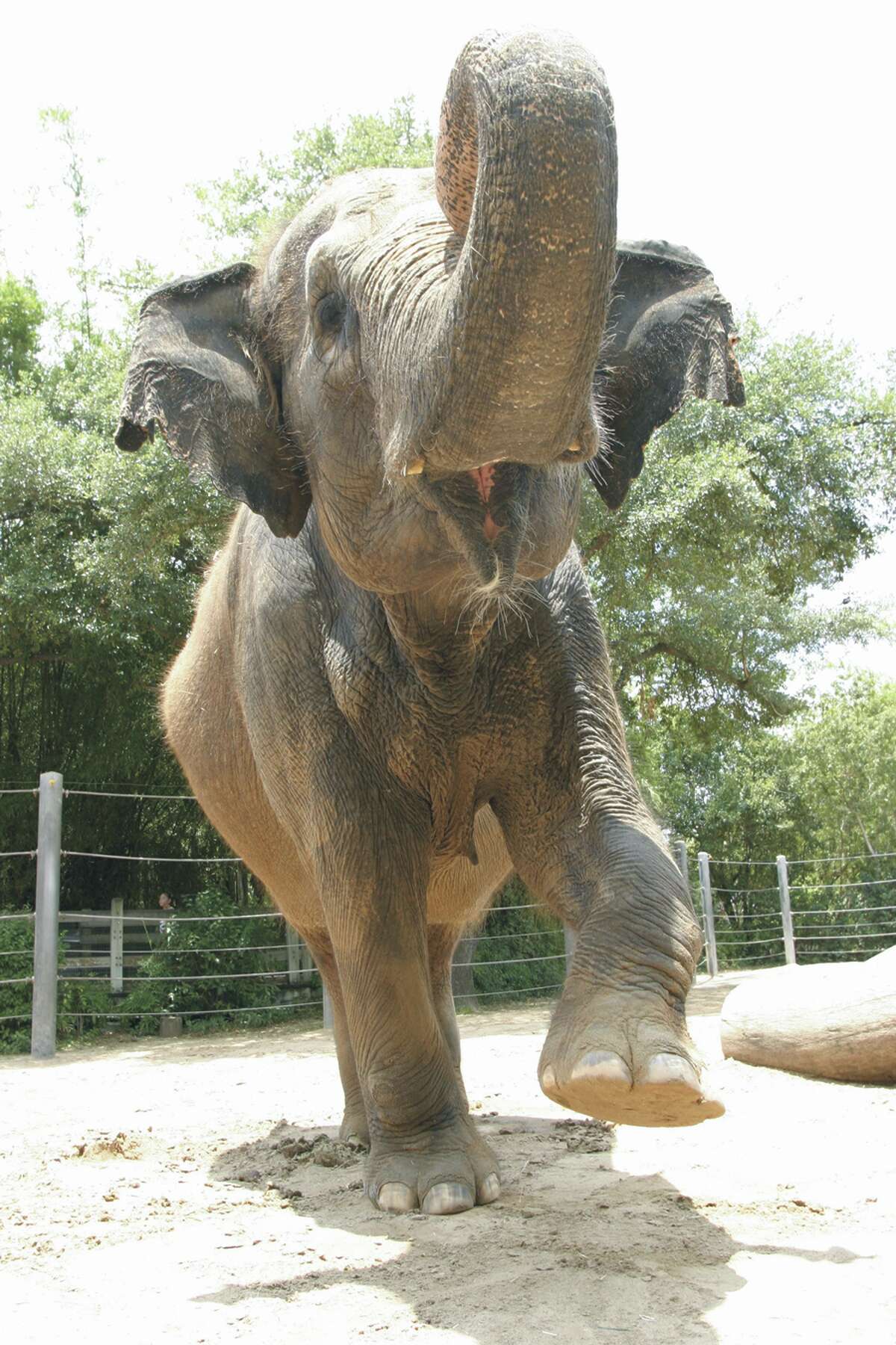 Houston Zoo gets $500K to fight virus that killed 6 of its elephants