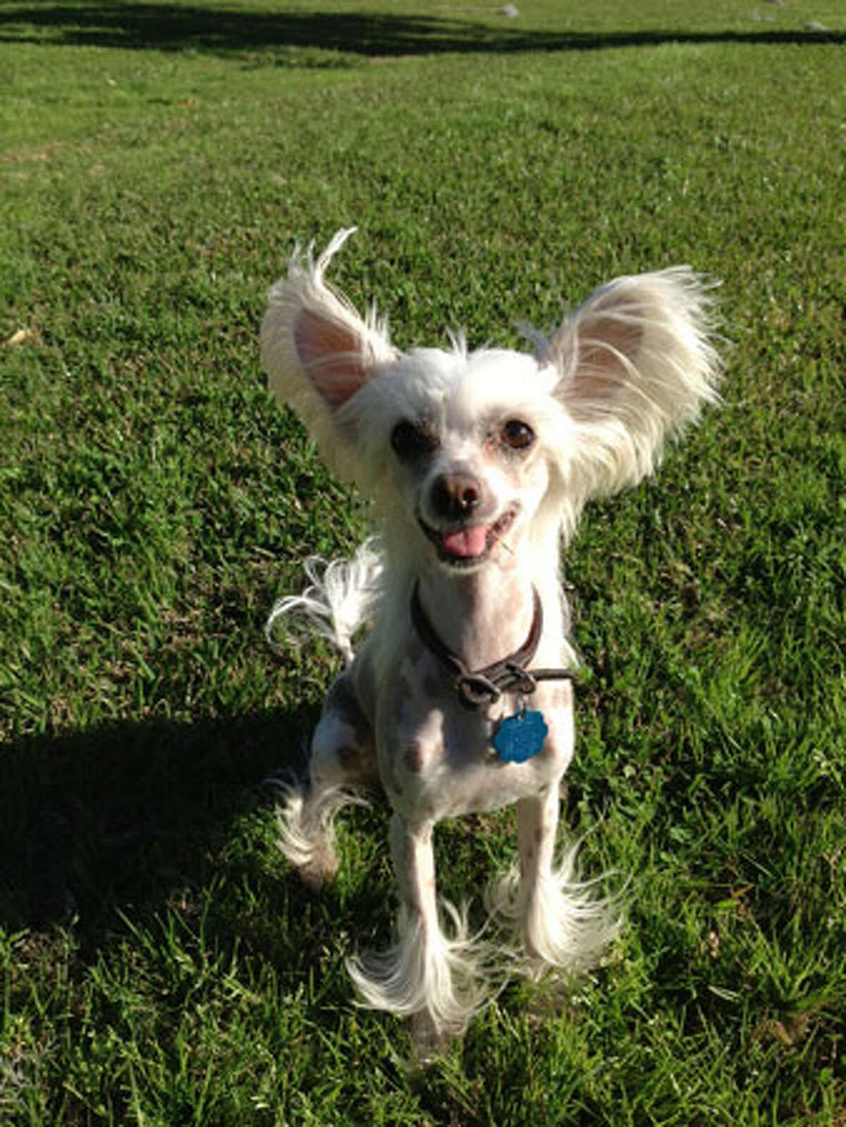 Mowgli, a Chinese Crested, was picked up from a Texas breeder by Kolbe Ricks after the Chinese Crested "puppy" she ordered from an online breeder in Florida turned out to be years old.
