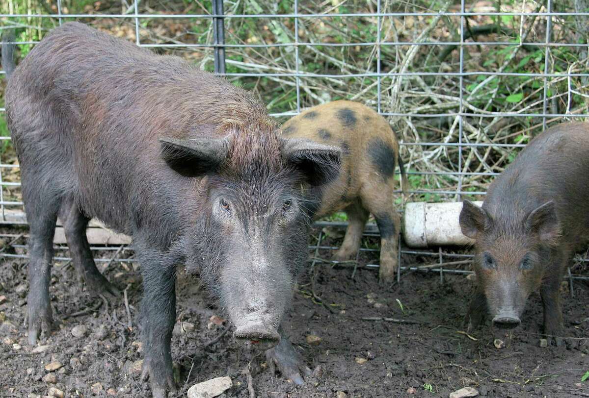 A&M's new app could help you snare feral hogs