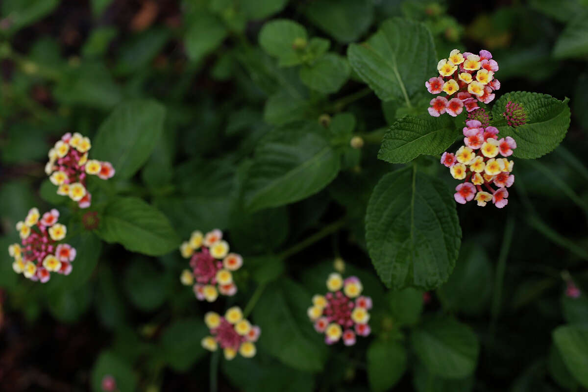 SAWS landscape coupons are back