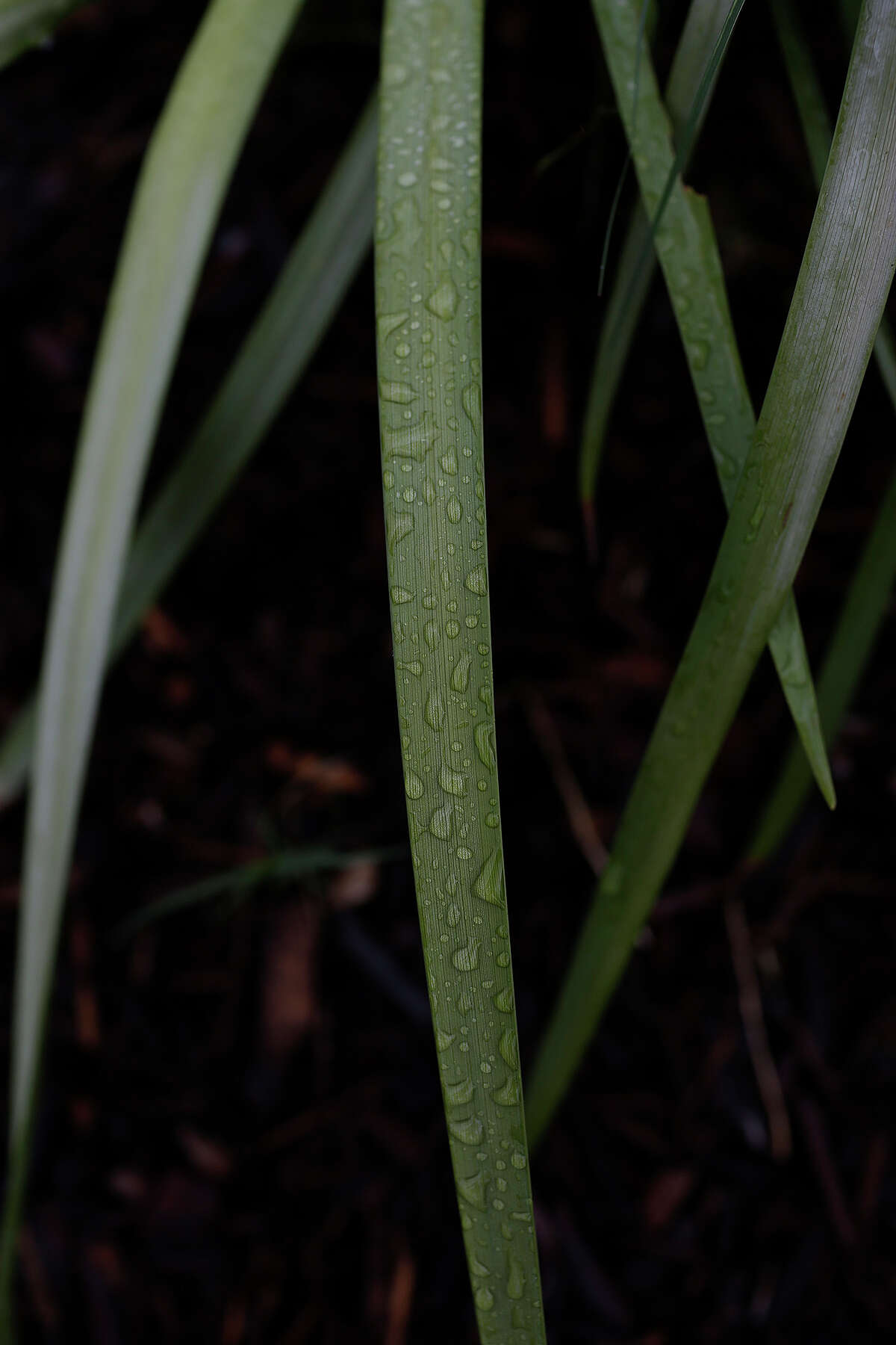 SAWS landscape coupons are back