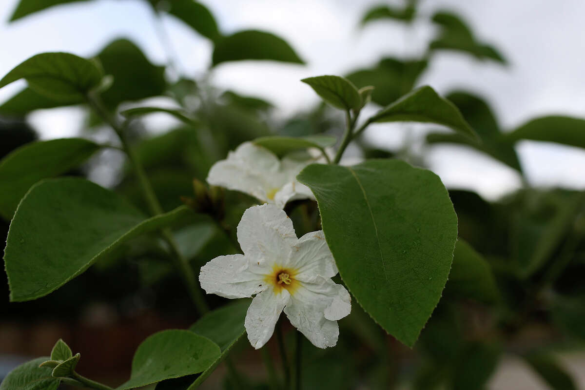 SAWS landscape coupons are back