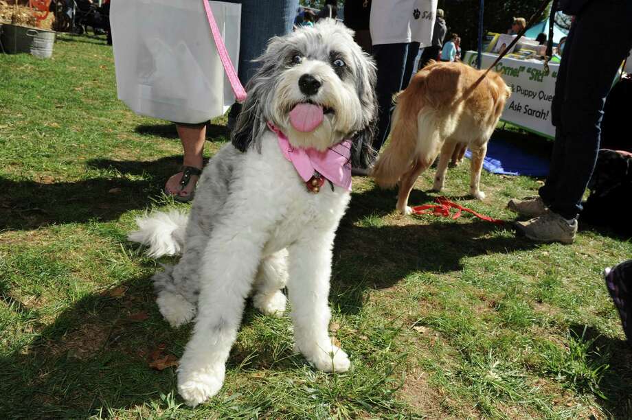 Puttin On The Dog Festival Comes To Greenwich Connecticut Post