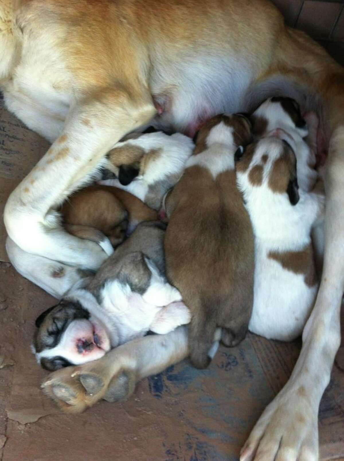 Sheba and her seven puppies in Afghanistan. (Courtesy Maj. Drew Pinckney)