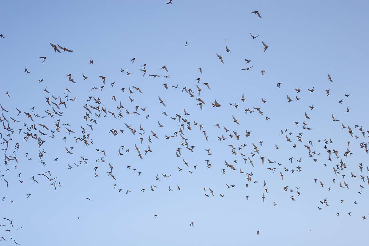 Texas is a haven for 31 species of bats
