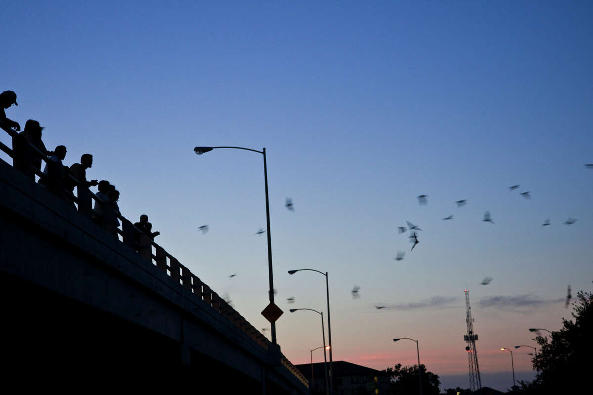 Bats, such as those that make the Waugh Street Bridge their home, consume a lot of flying insects.