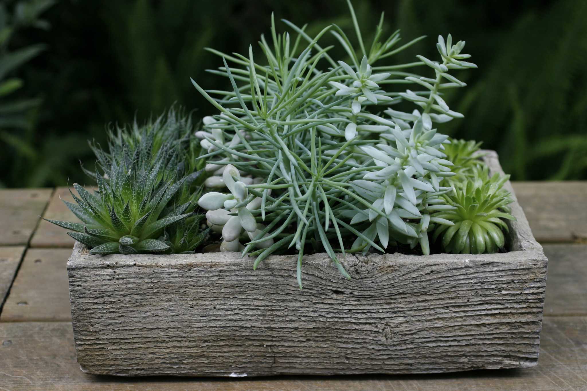 Cactus and succulent sale opportunity to find rare plants