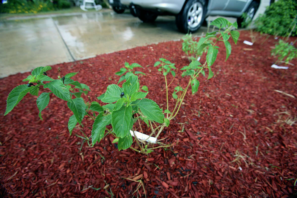 SAWS landscape coupons are back