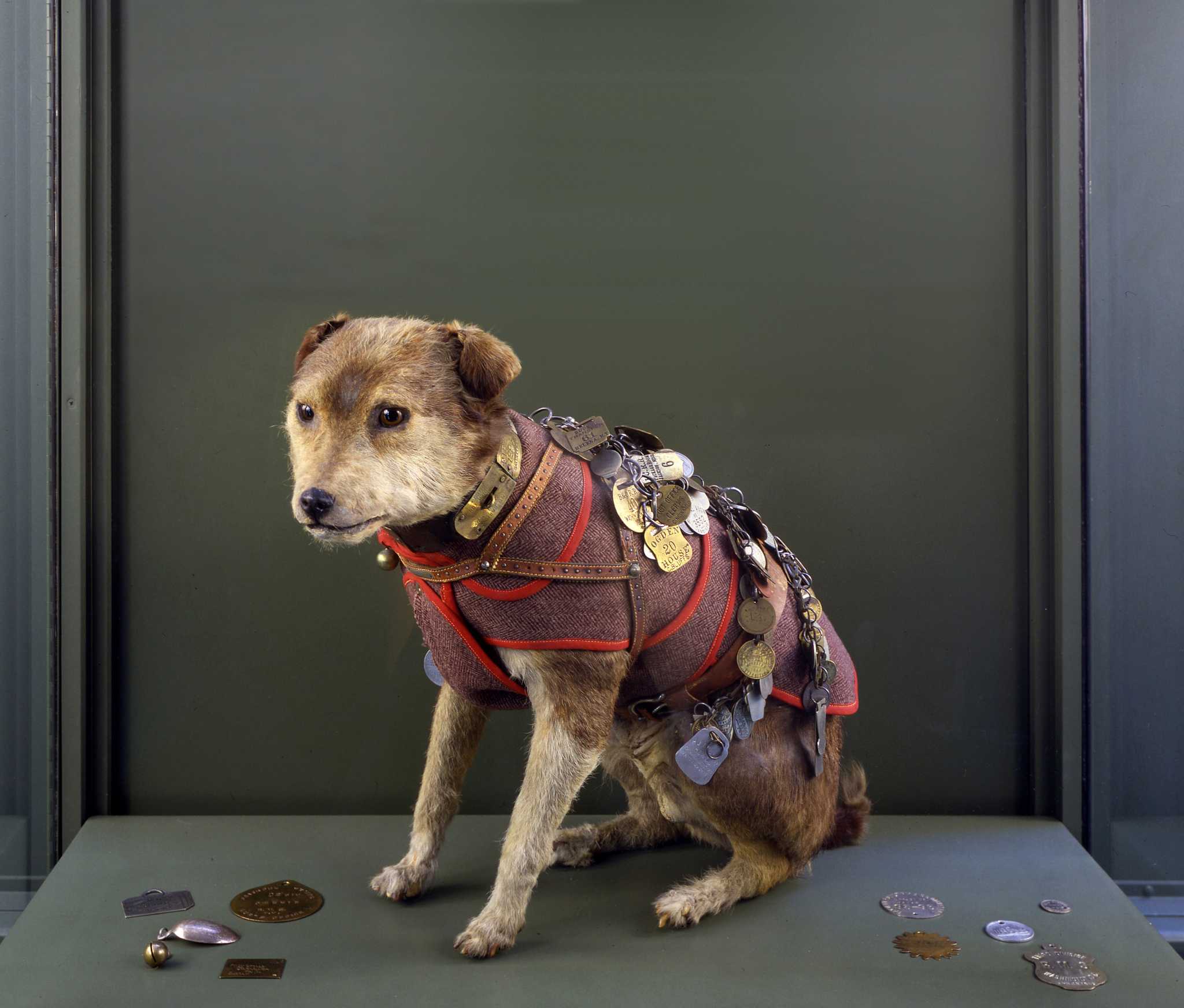 Danbury Railway Museum salutes Post Office dog Owney