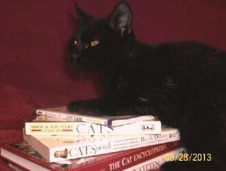 No Black Cat Adoptions In October But They Re On Sale In Sugar