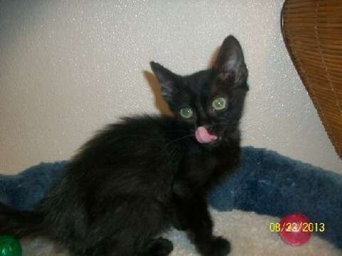 No Black Cat Adoptions In October But They Re On Sale In Sugar Land Now Houston Chronicle