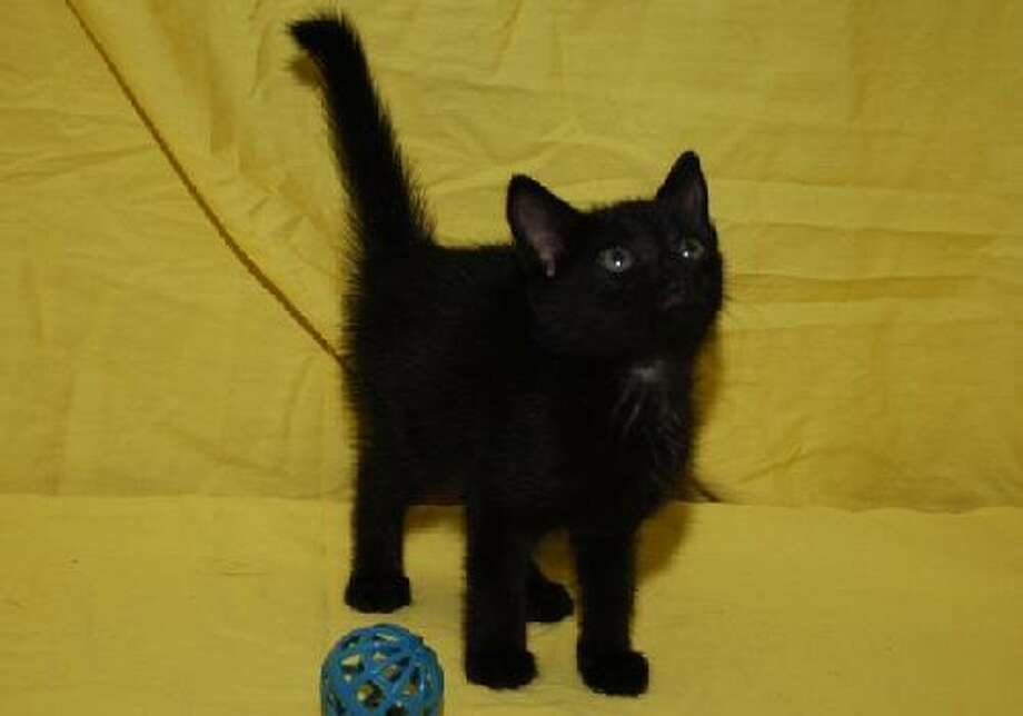 No black cat adoptions in October, but they're on sale in ...