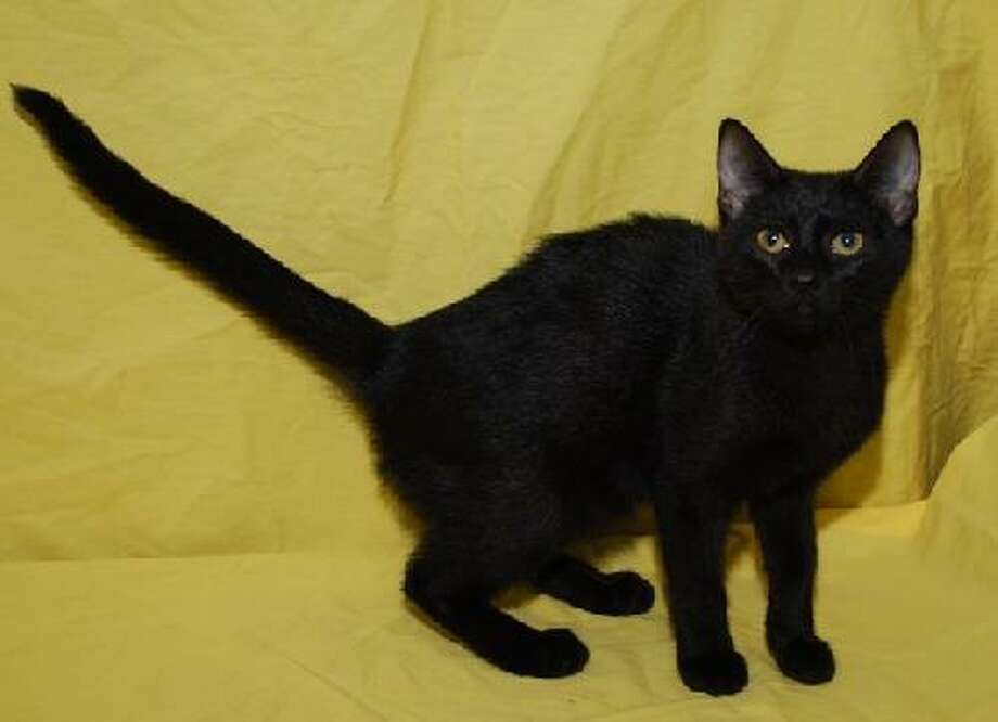 No black cat adoptions in October, but they're on sale in Sugar Land