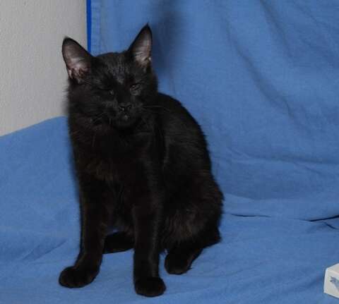 No Black Cat Adoptions In October But They Re On Sale In Sugar