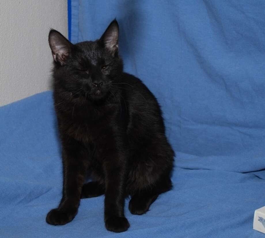 No black cat adoptions in October, but they're on sale in ...