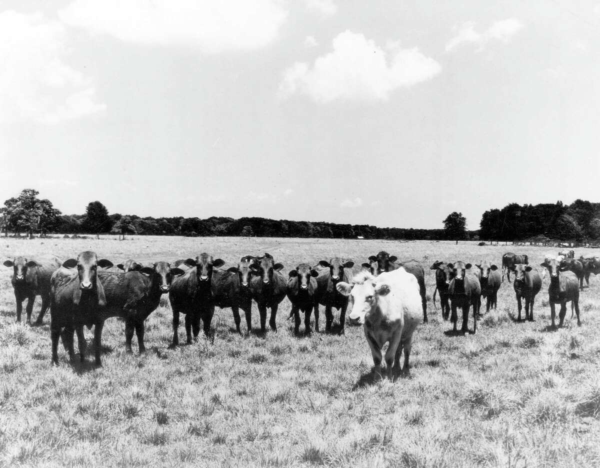 Jan. 1962 - A ground level view of the Manned Spacecraft Center site prior to ground breaking and the beginning of construction. Cows once grazed where MSC (Johnson Space Center) now stands.