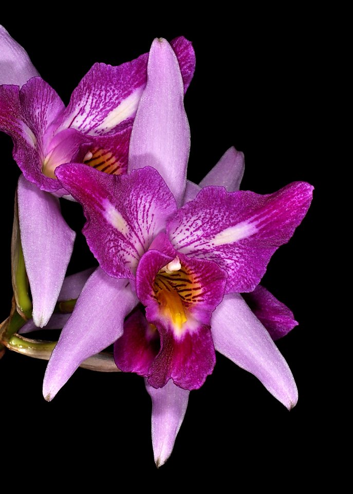 Laelia orchid