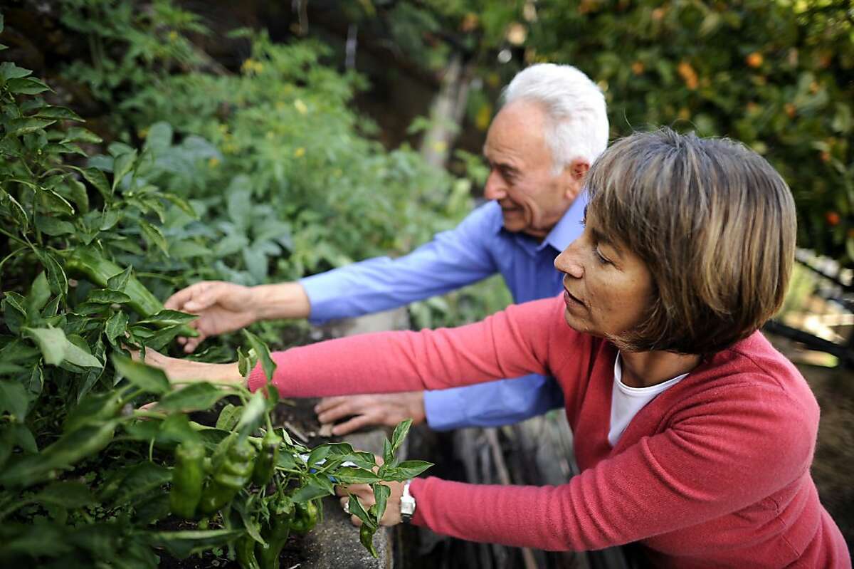Rosetta Cosentino(R) and her father Vincenzo Dito look at Peperoni de Senis peppers in her backyard garden in Oakland. in hegrow heritage crops as a way to preserve their cultural foodways and keep them connected to their homeland of Calabria. Oakland, CA, Tuesday October 23rd, 2012