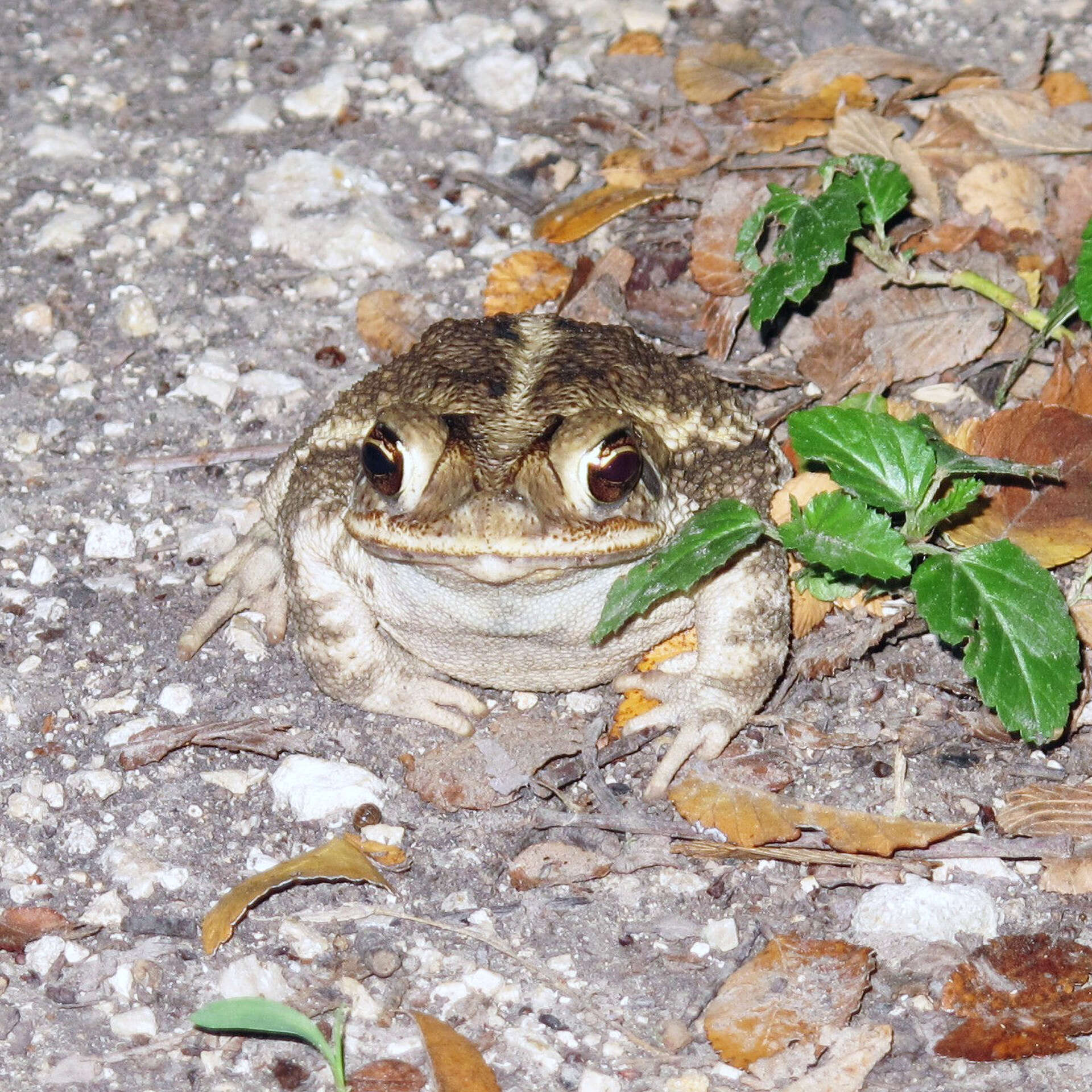 Frogs and toads are drought survivors