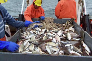 Warm-water fish now common in the Sound