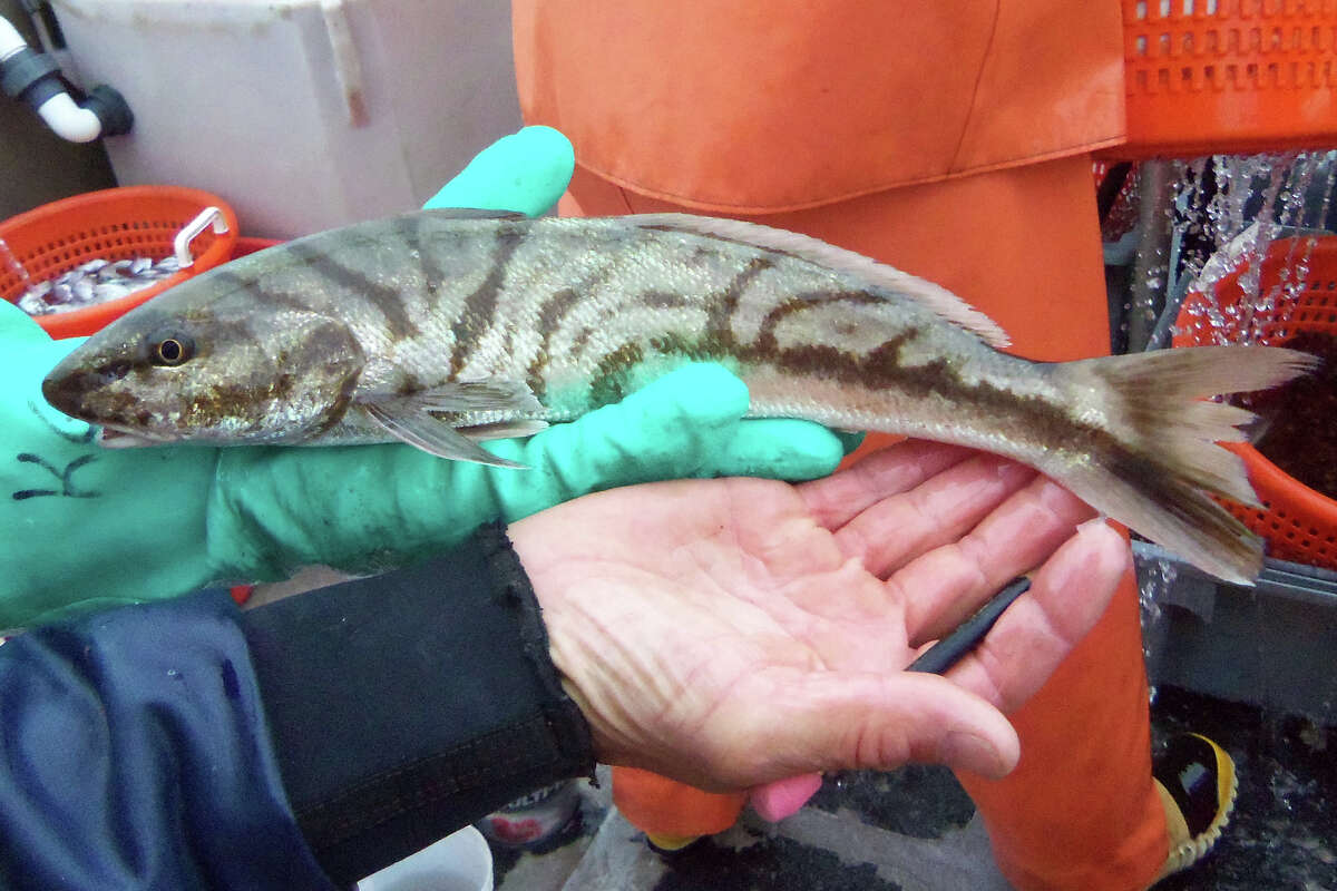 Warm-water fish now common in the Sound