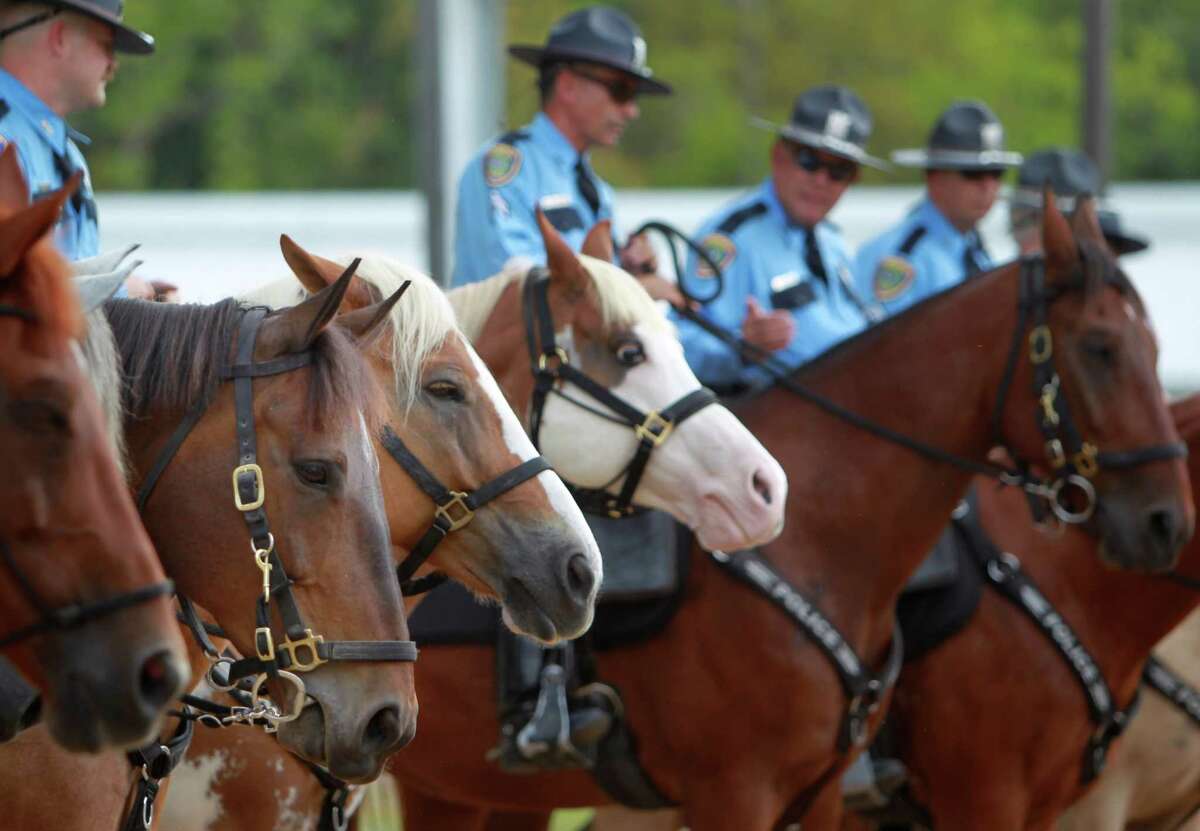 All the HPD horse line up to witness "Smash's" pinning during his graduation at HPD Mounted Patrol on Wednesday, Sept. 18, 2013, in Houston. Special needs girls handed a $10,000 check to the Houston Police Foundation to sponsor "Smash" for two years, and girls plan to continue to fundraise money for the deaf horse.