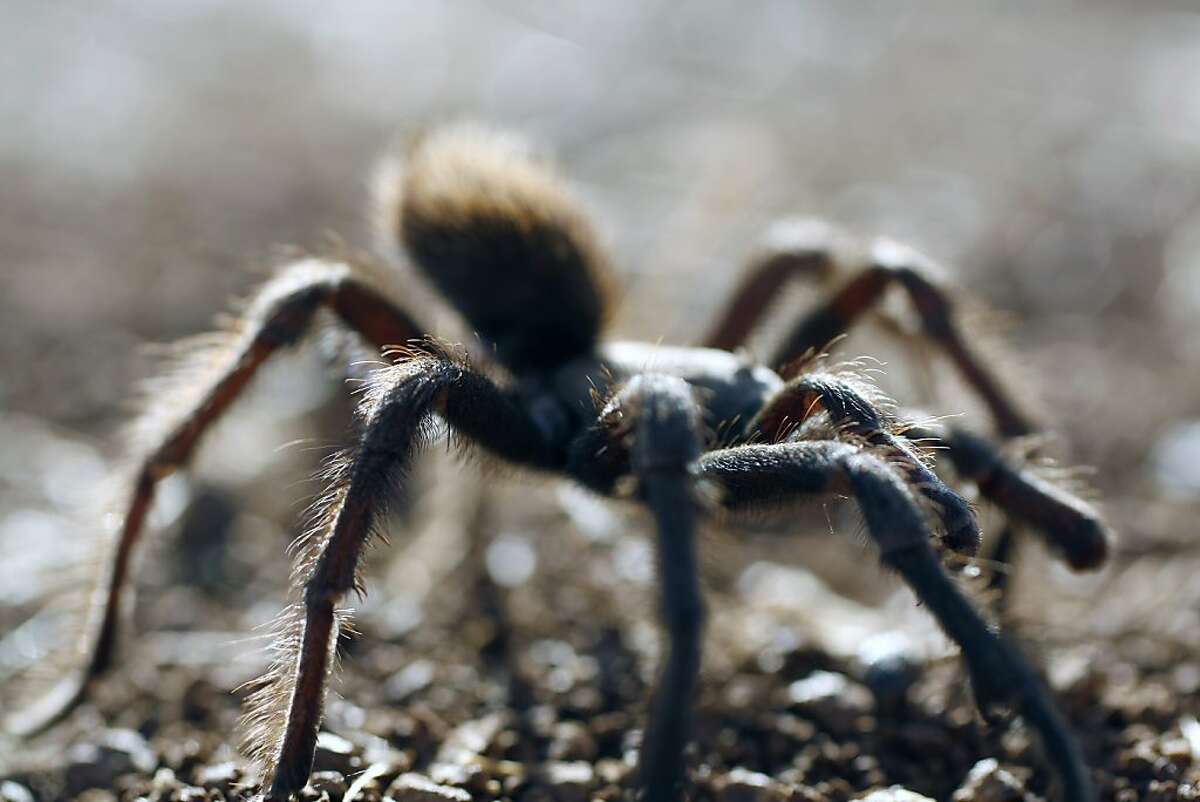 Why Are Bay Area Tarantulas Emerging From Their Burrows Sex Naturally