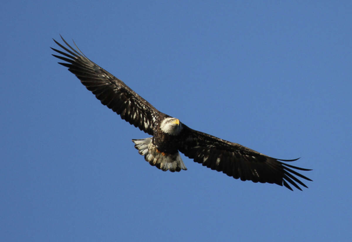 Get your binoculars and prepare to be amazed by the sights at the Greenwich Audubon Society! Known as the Quaker Ridge Hawk Watch, it is one of the best and most accessible locations in the Northeast United States to view the fall migration of raptors passing overhead. The all time record of 30,000+ broad-winged hawks counted in one day has not been matched in the region, even at Hawk Mountain, PA. Golden and Bald Eagles, Common Ravens and Black Vultures have also been spotted. Classroom and field workshops are offered to develop identification skills. A Hawk Watch Weekend Festival is held each September - this year the event will be held on September 28 and 29, from 11-5. Check their website for special classes and events. http://greenwich.audubon.org/