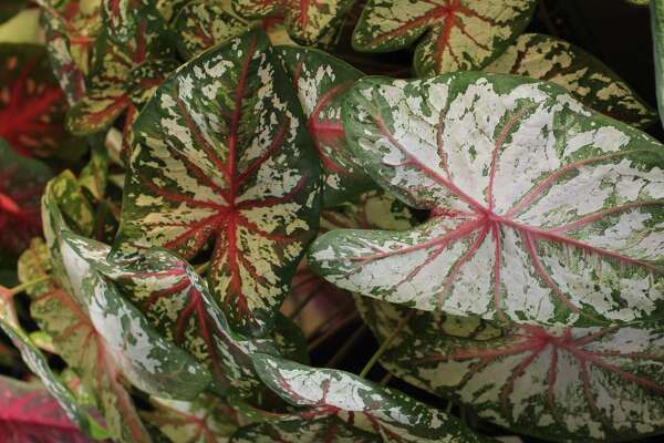 Caladiums For Sun And Shade Selected In Summer Trials