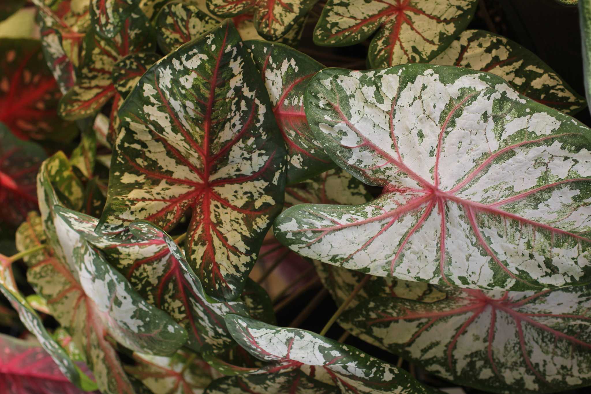 Caladiums for sun and shade selected in summer trials