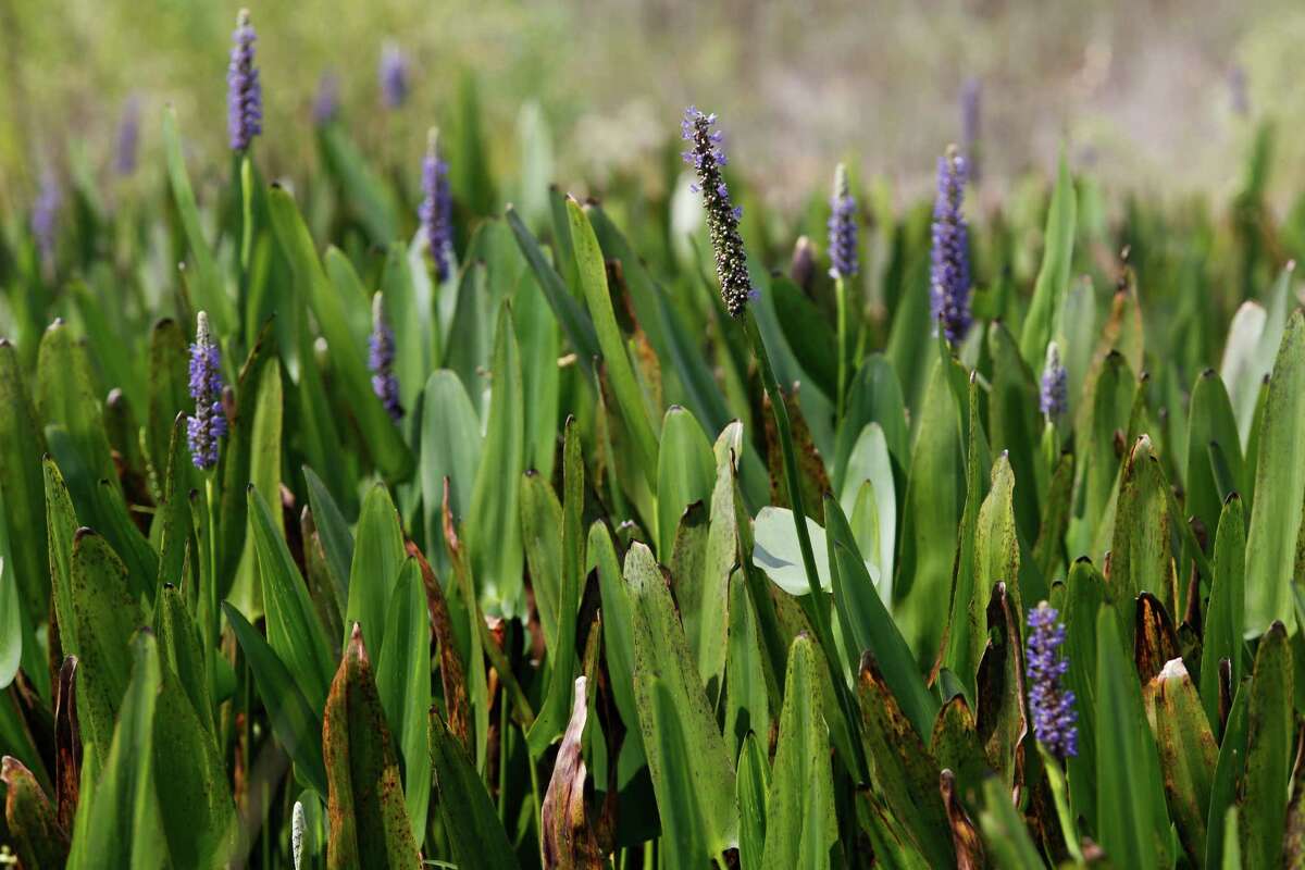 Pickerel weed and other native plants improve ponds' water quality. (Eric Kayne/For the Chronicle)