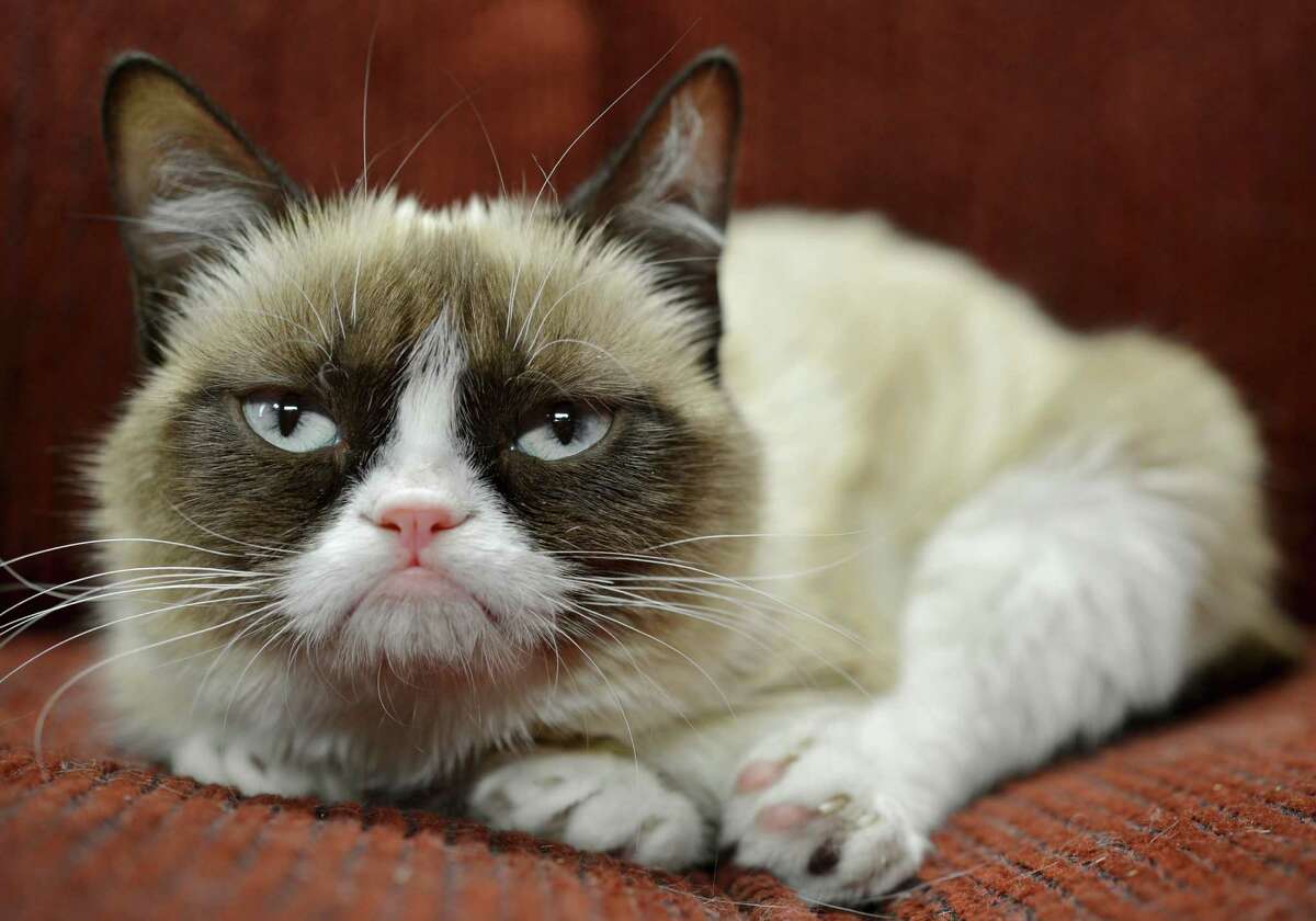 grumpy cat cosplay