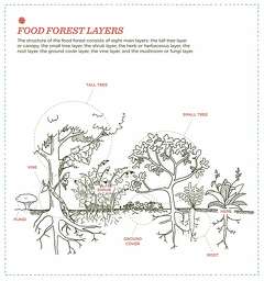 How to grow a food forest