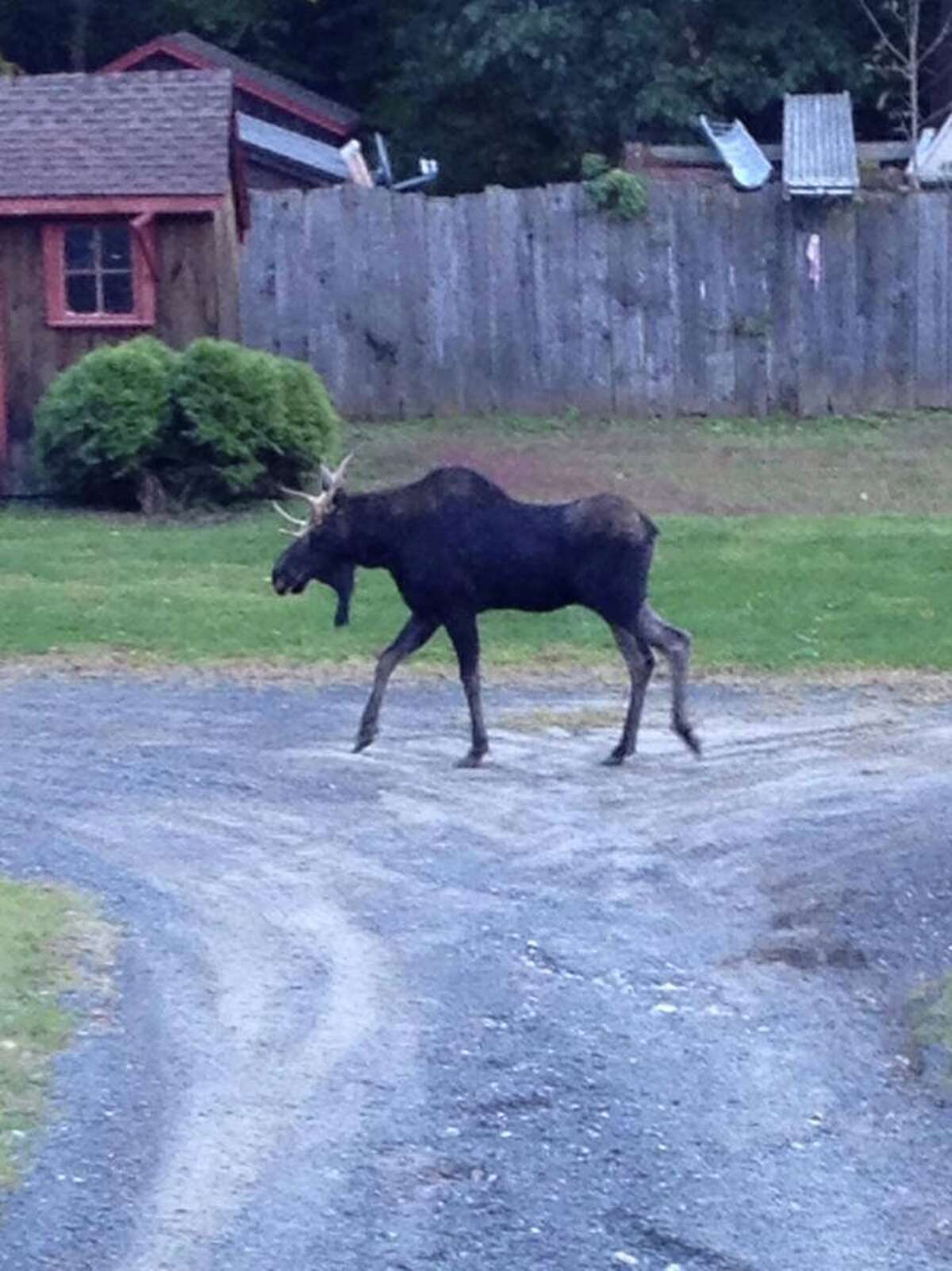 Moose on the loose in New Milford
