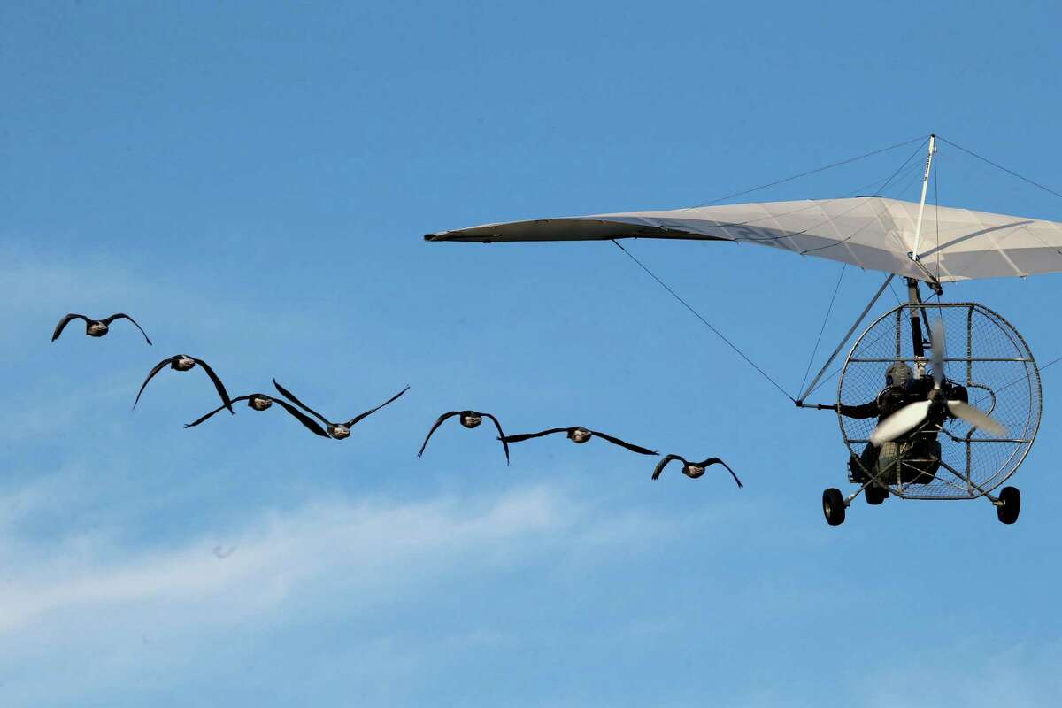 quaik paraglider wings quaik paraglider wings