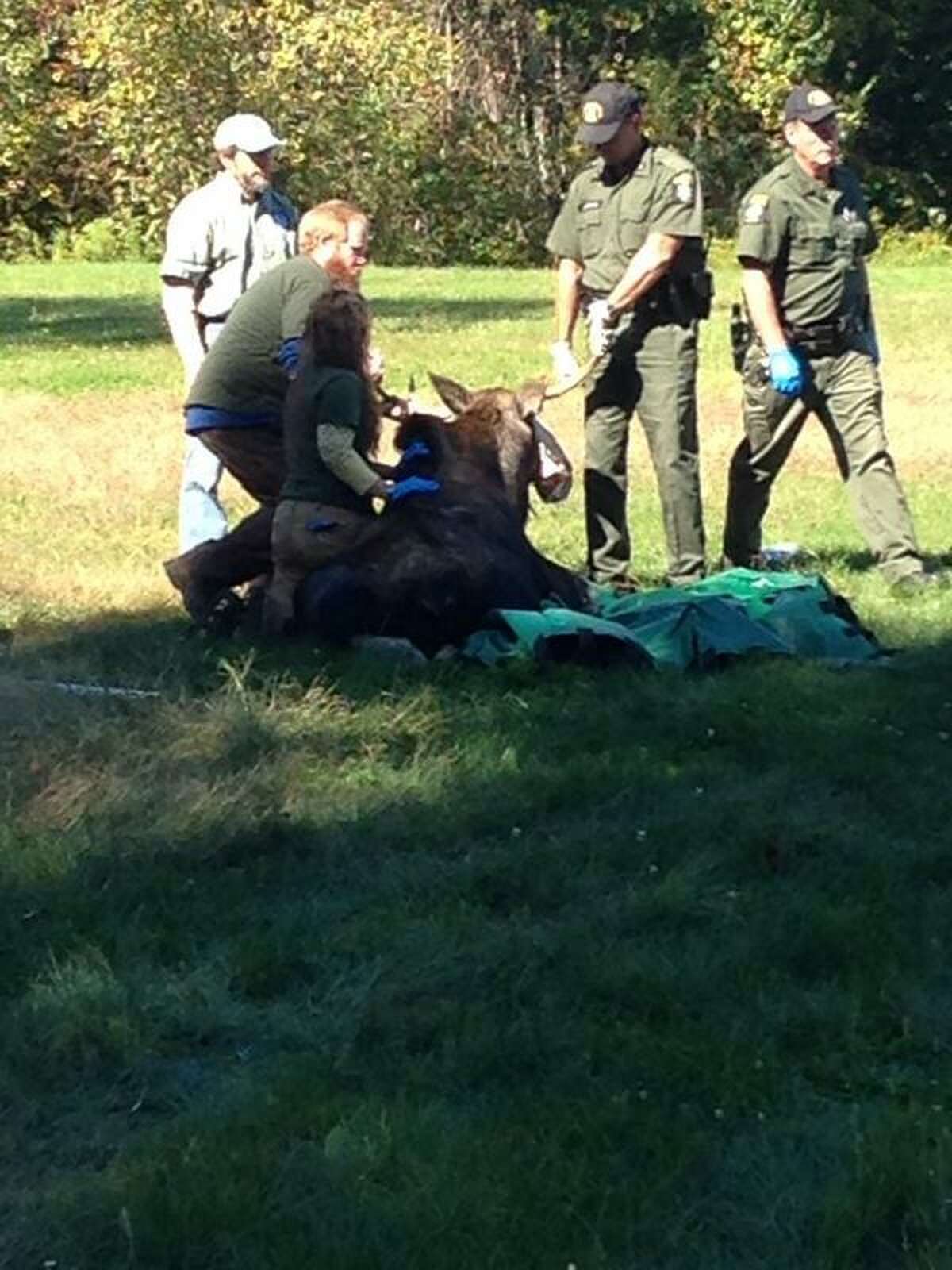 The Department of Environmental Conservation tranquilized a moose Tuesday morning after it was found in a yard in Halfmoon. (Matt Hamilton / Times Union)