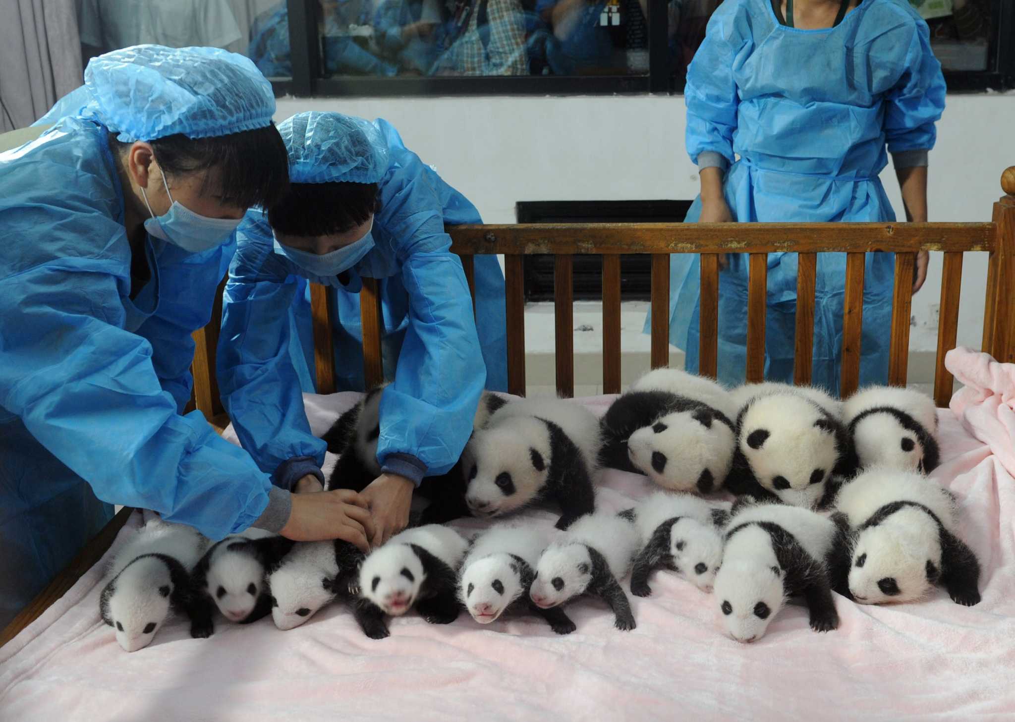 Baby Pandas Make Their Debut