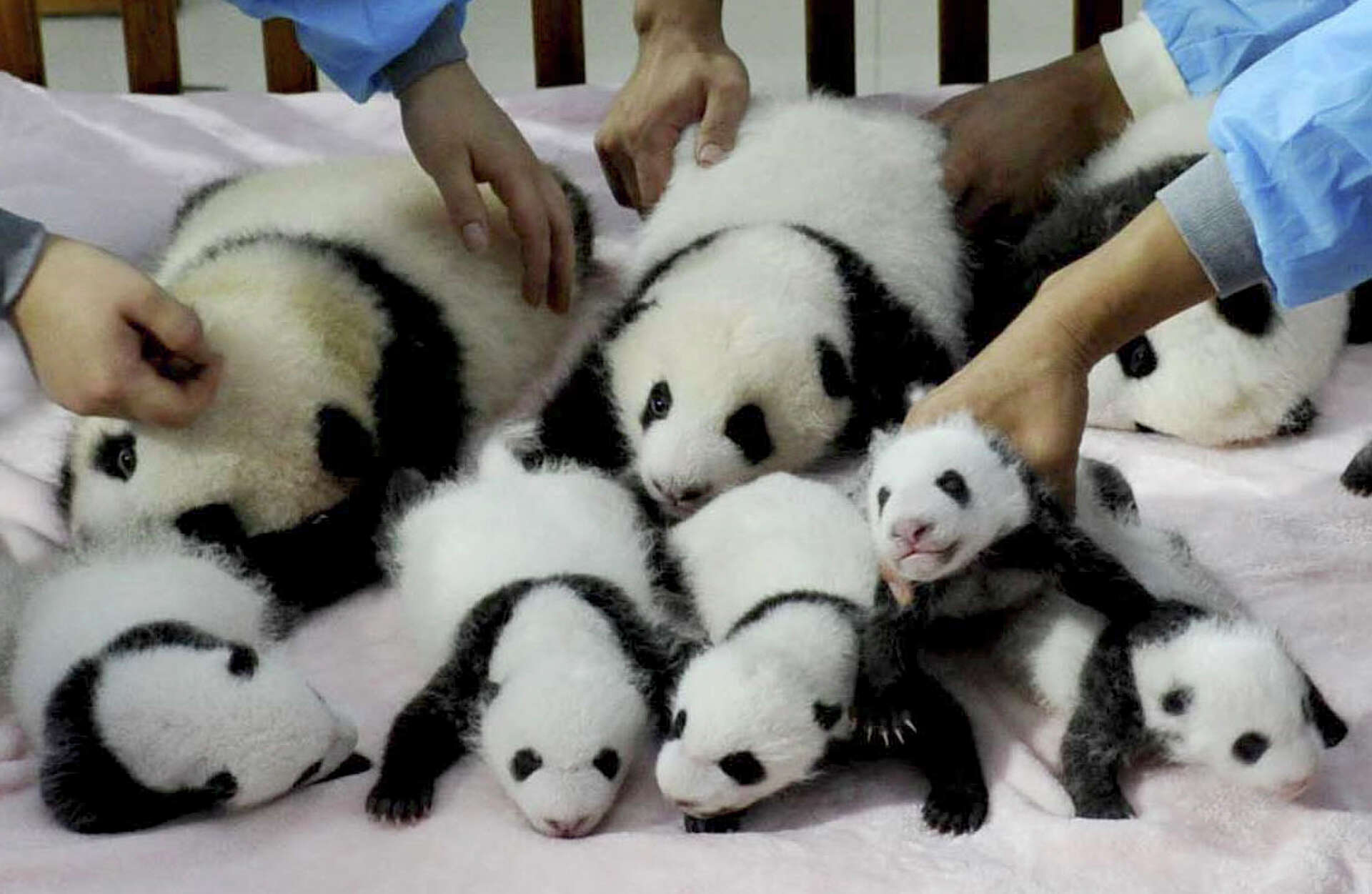 Baby pandas make their debut, image size:1920x1251