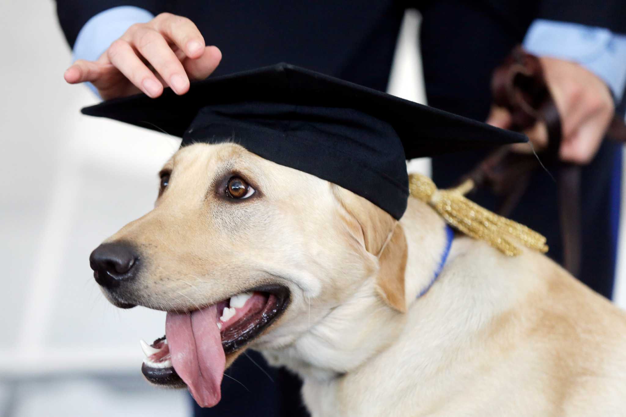 Working dog. Градди собака. Oxford Graduate собаки.