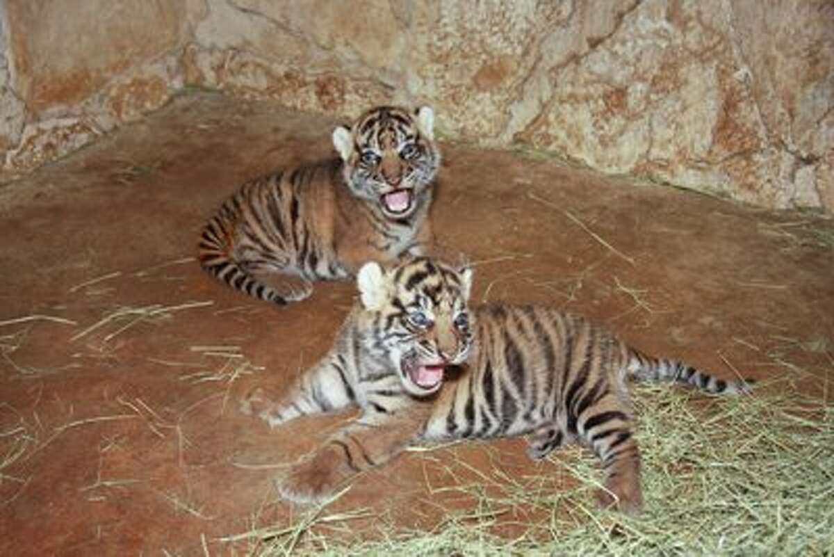 Tiger cubs on display at SA Zoo