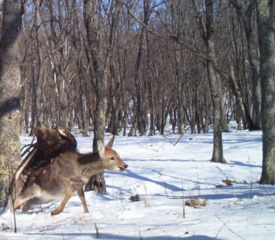 Going Viral First Ever Photos Golden Eagle Attacks Kills