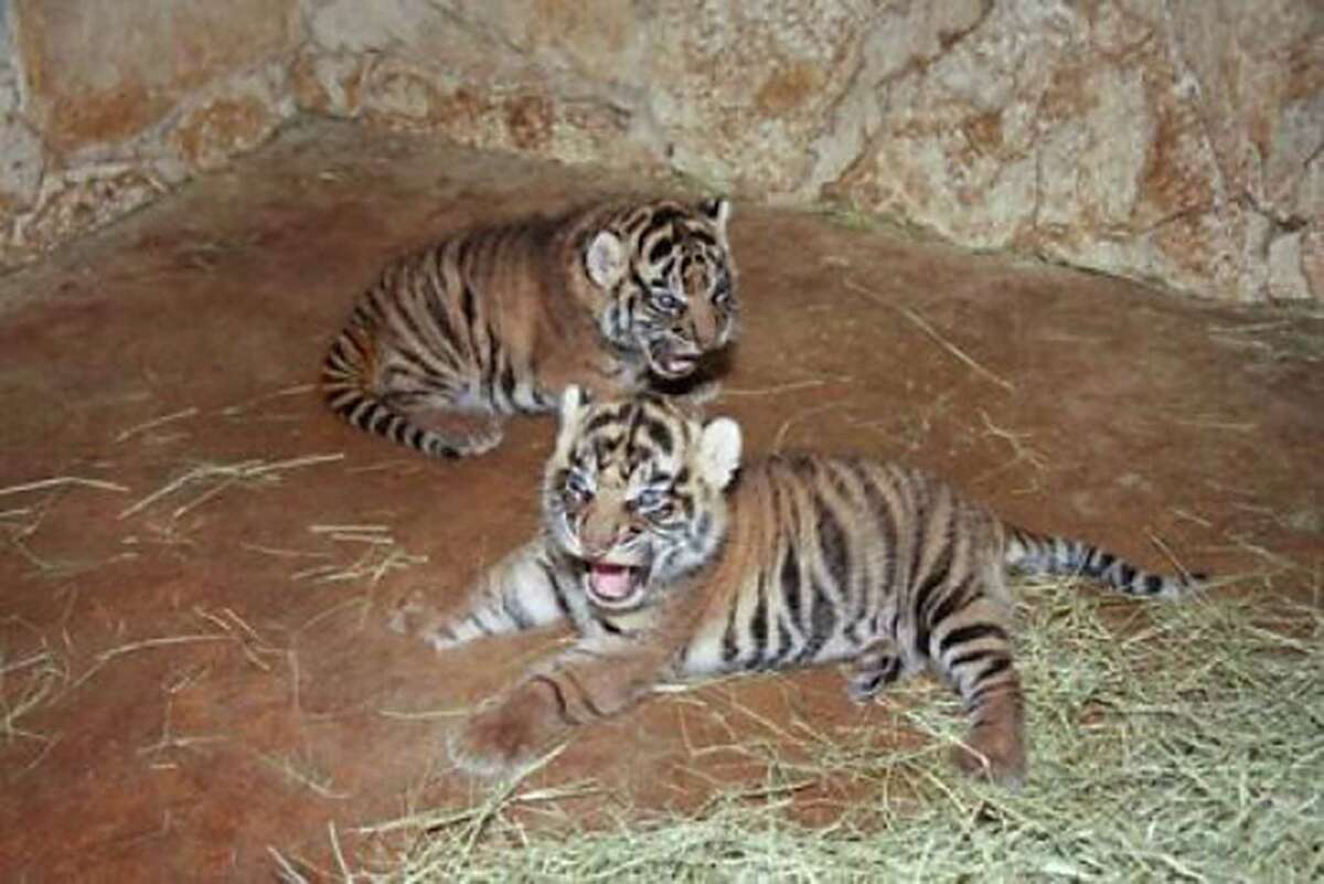 Two Jaguars Coming To San Antonio Zoo To Mate