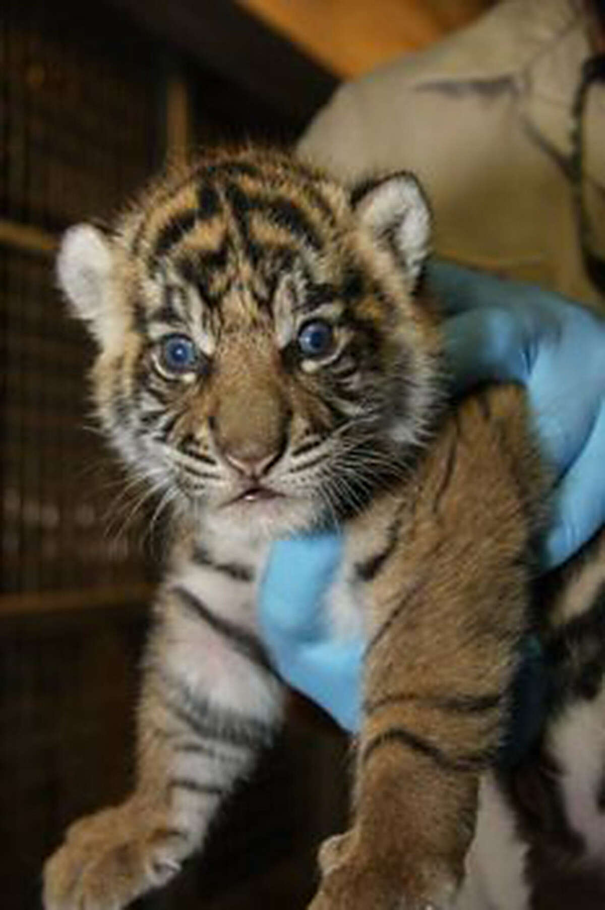 Two Sumatran tiger cubs, born at the San Antonio Zoo early last month, appear to be vocalizing their enthusiasm (top) about their Facebook debut — though they do not yet have names. One of the cubs (above) receives her first medical checkup at the zoo.