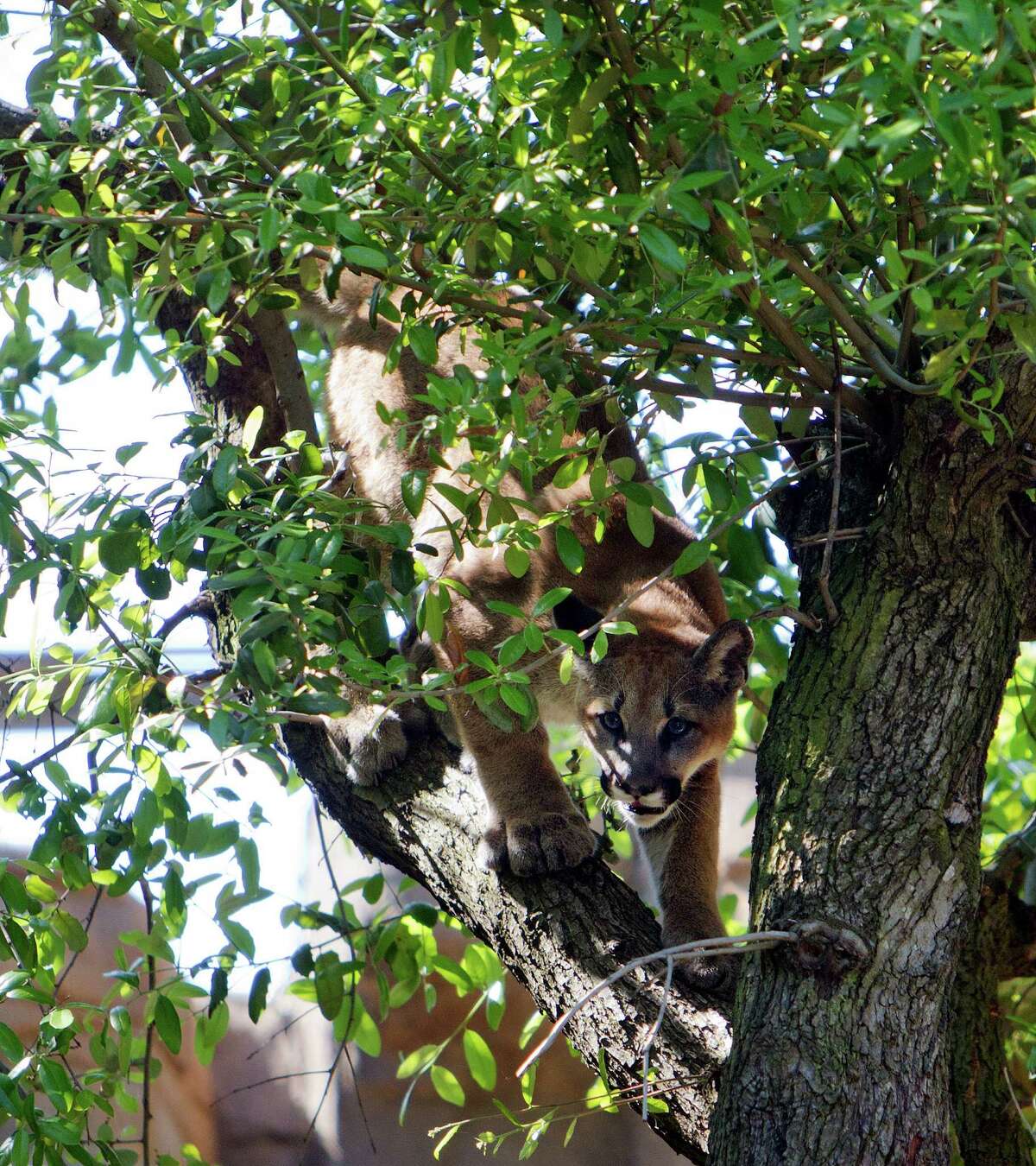 Once an orphan, UH mascot Shasta VI is ready to party