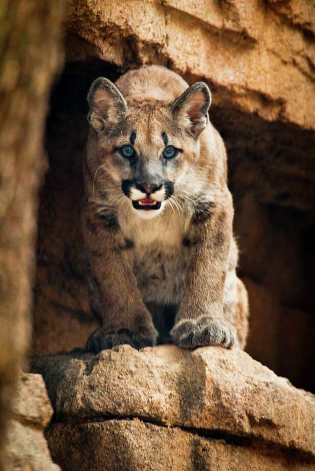 Once an orphan, UH mascot Shasta VI is ready to party - Houston Chronicle