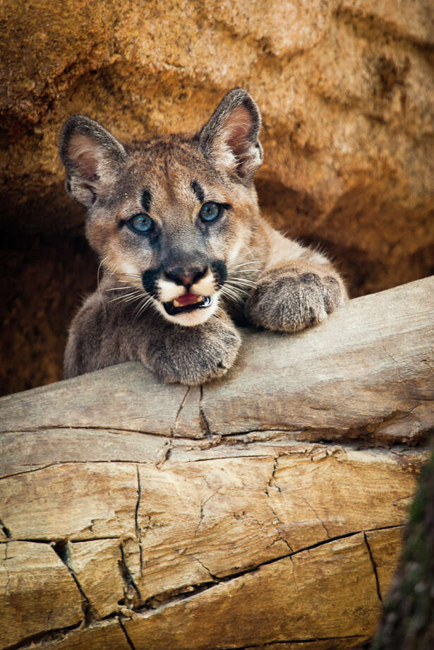 Public Advised To Avoid Laredo Park After Mountain Lion - 